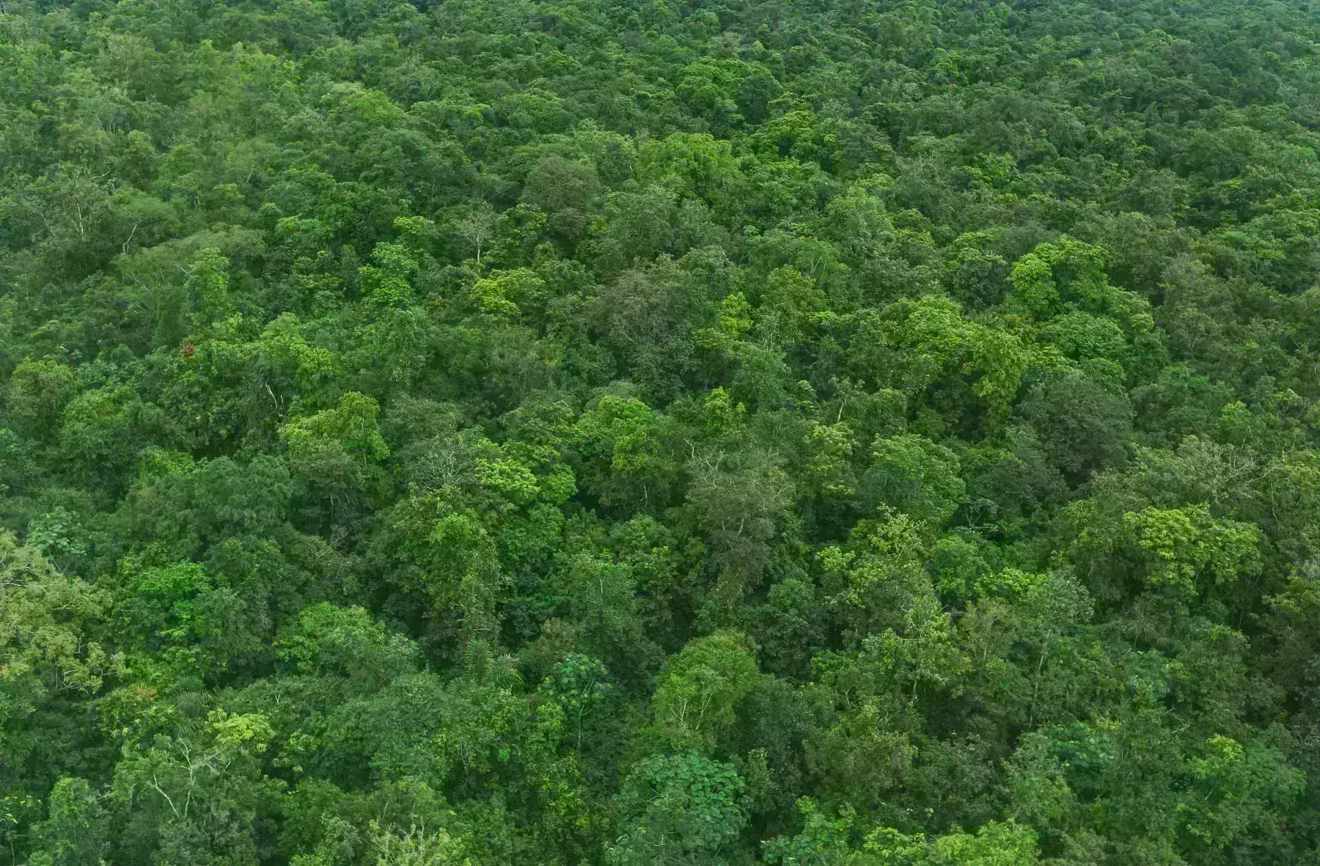 Fachada principal elevada en madera del Colegio Emberá en Vigía del Fuerte, diseñado por Plan B Arquitectos. Arquitectura palafítica en la selva colombiana.
